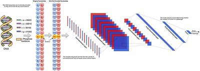 Integration of Random Forest Classifiers and Deep Convolutional Neural Networks for Classification and Biomolecular Modeling of Cancer Driver Mutations